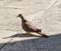 Streptopelia senegalensis