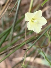 Xenostegia tridentata