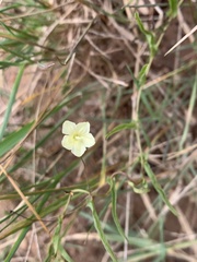 Xenostegia tridentata
