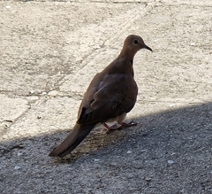 Streptopelia senegalensis