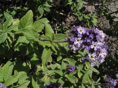 Heliotropium arborescens