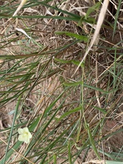 Xenostegia tridentata