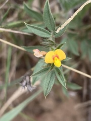 Stylosanthes fruticosa