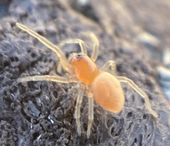 Trachelas minor