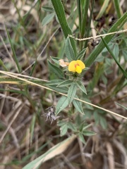 Stylosanthes fruticosa