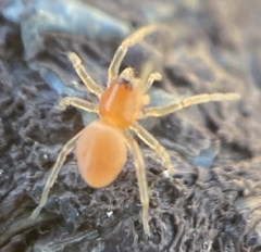 Trachelas minor