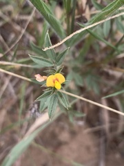 Stylosanthes fruticosa
