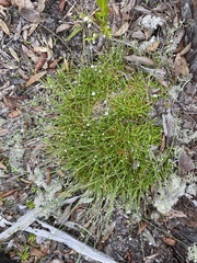 Lachnocaulon