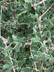 Strychnos madagascariensis