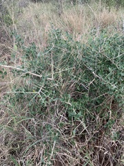 Strychnos madagascariensis