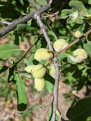 Neuroterus quercicola