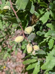 Neuroterus quercicola