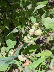 Neuroterus quercicola