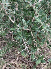 Strychnos madagascariensis