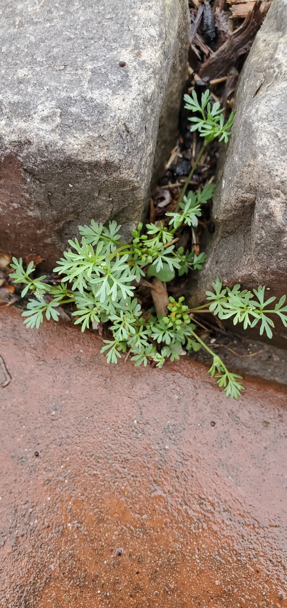 Ammoselinum butleri