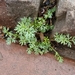 Butler's Sand-Parsley - Photo (c) Gage Barnes, some rights reserved (CC BY-NC), uploaded by Gage Barnes