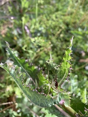 Sonchus asper