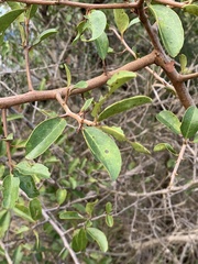 Ximenia