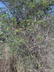Ximenia