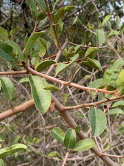 Ximenia