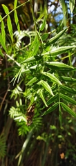 Schinus molle