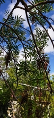 Schinus molle