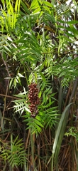 Schinus molle