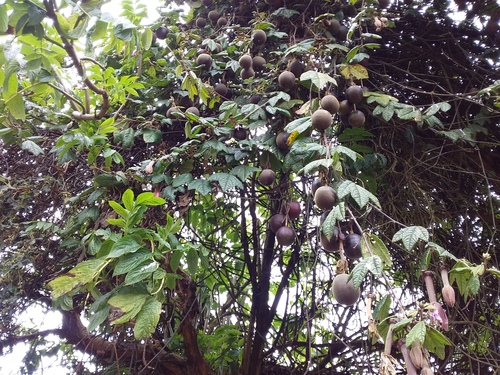 Passiflora mandonii