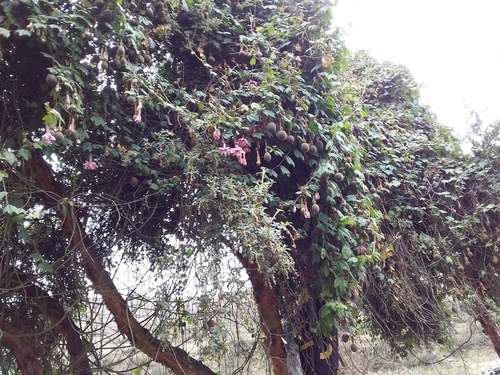 Passiflora mandonii, photograph 1