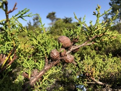 Cupressus goveniana