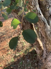 Pseudolachnostylis maprouneifolia