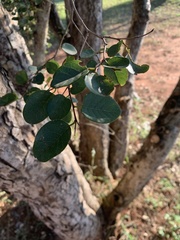 Pseudolachnostylis maprouneifolia