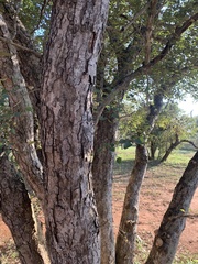 Pseudolachnostylis maprouneifolia