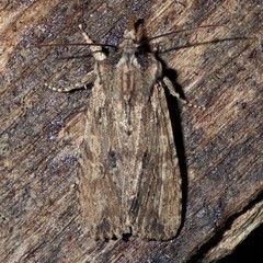 Lithophane patefacta