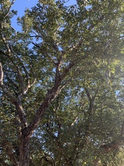 Pseudolachnostylis maprouneifolia