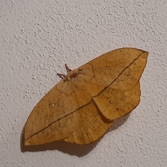 Lonomia electra