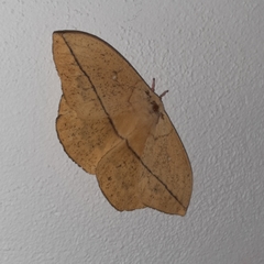 Lonomia electra