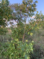 Lannea schweinfurthii