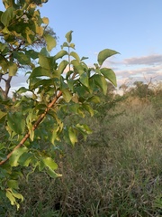 Lannea schweinfurthii