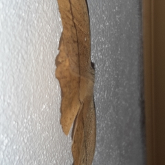 Lonomia electra