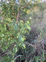 Lannea schweinfurthii