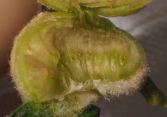 Neuroterus quercicola