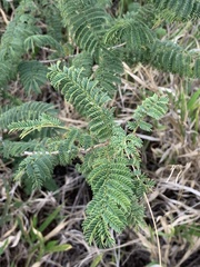Albizia harveyi