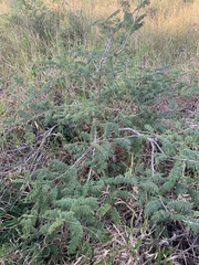 Albizia harveyi