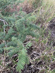 Albizia harveyi