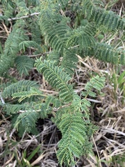 Albizia harveyi