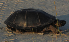 Pelusios bechuanicus