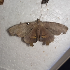 Phyllodonta