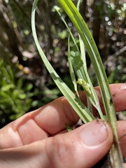 Carex abscondita
