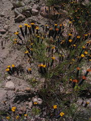 Tagetes multiflora
